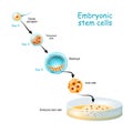 Embryonic stem cells cultivation In Vitro.